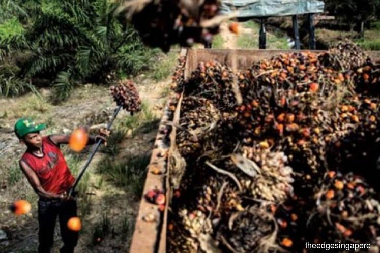 Asean's agribusiness kept at 'neutral' by CIMB given CPO price may not be sustainable